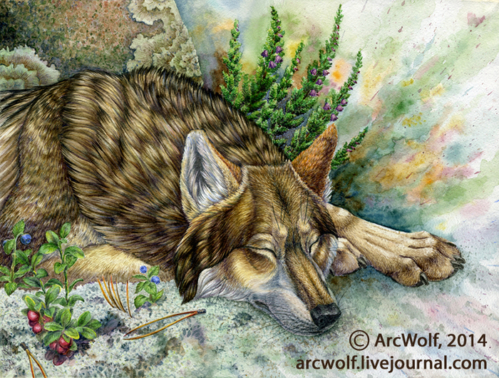 Спящий волк