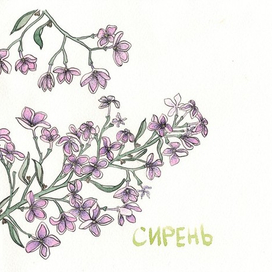 Сирень, скетч