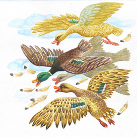 Кривенька качечка