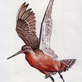 "Веретенник"