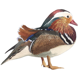 Птица "Мандаринка"