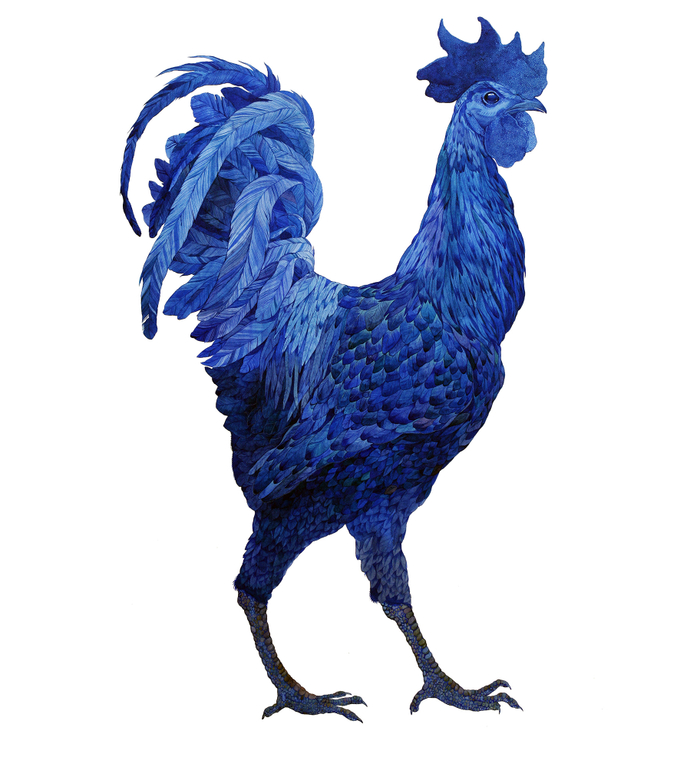 Синий петух