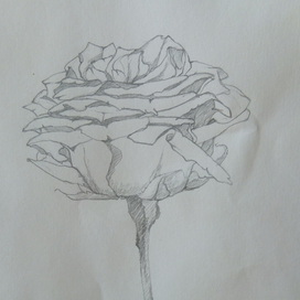 Роза(карандаш,оригинал)