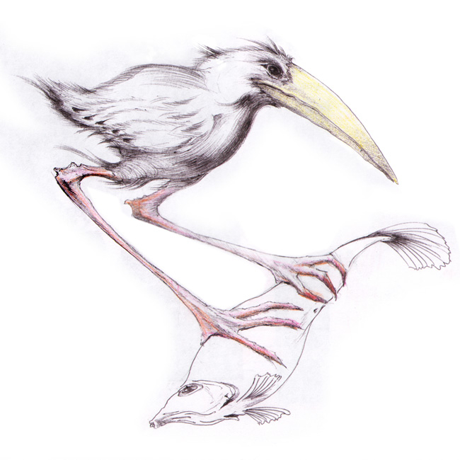 рыба, птица