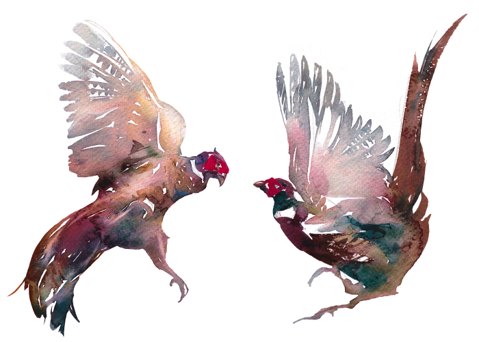 Бой фазанов