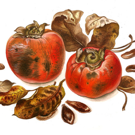 Ботаническая акварель "Хурма"