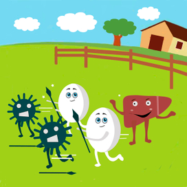 Яйцо спасает печень