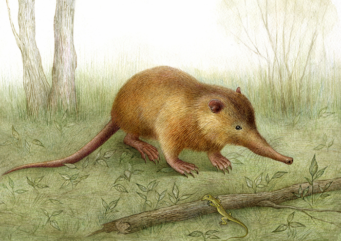 Щелезуб Афоня.