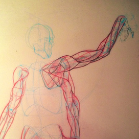 Anatomic Studies