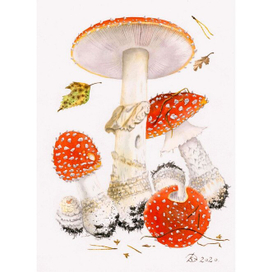 Amanita muscaria