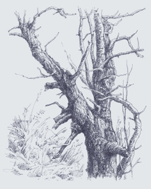 Засохшее дерево