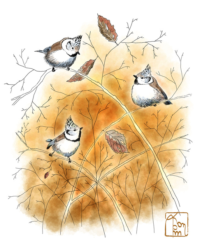 Хохлатые синицы