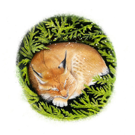 Сон под можжевельником