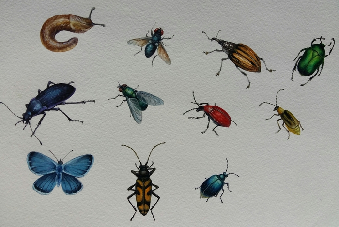 Насекомые. Элементы для новой книги.
