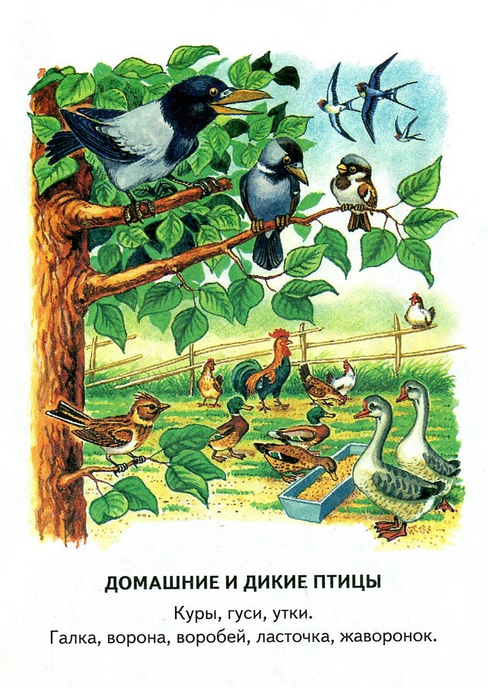 Домашние и дикие.