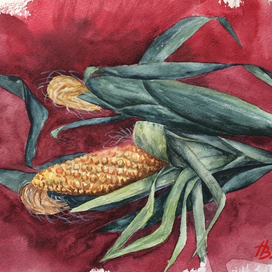 Кукурузные початки