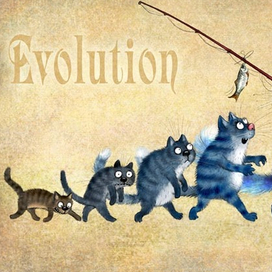 Эволюция котиков