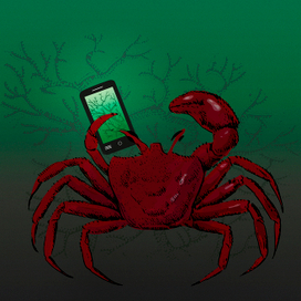 Crab and phone