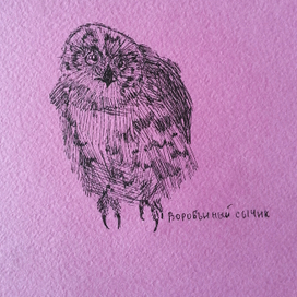 Воробьиный сычик