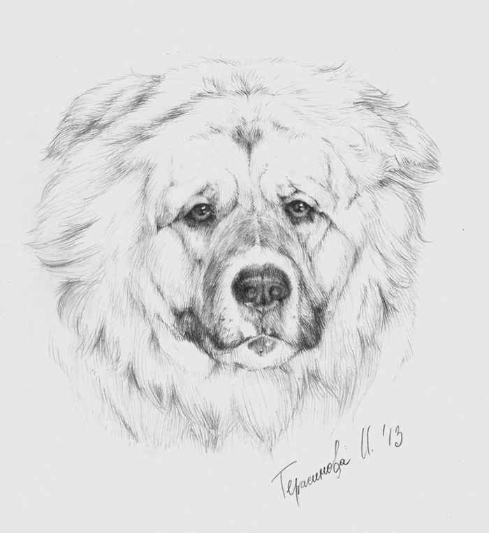 лохматый друг