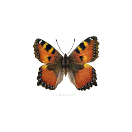 Крапивница