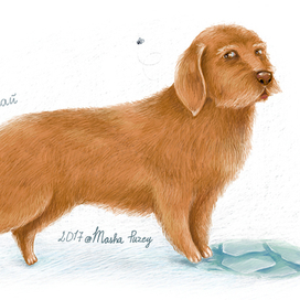 Кудлай дворовый пес