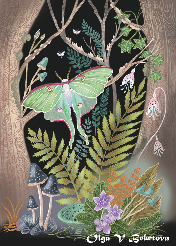 Ночная бабочка