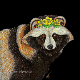 Енотовидная собака