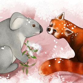 Красная панда и коала