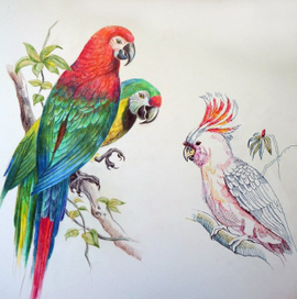 Птицы(экзотика)