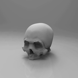 3d skull