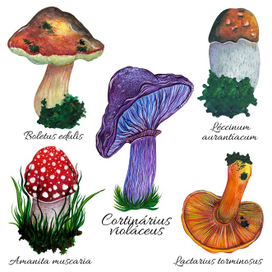 Акварельный набор съедобных и несъедобных лесных грибов