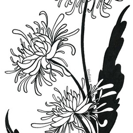 Хризантема ботаническая иллюстрация