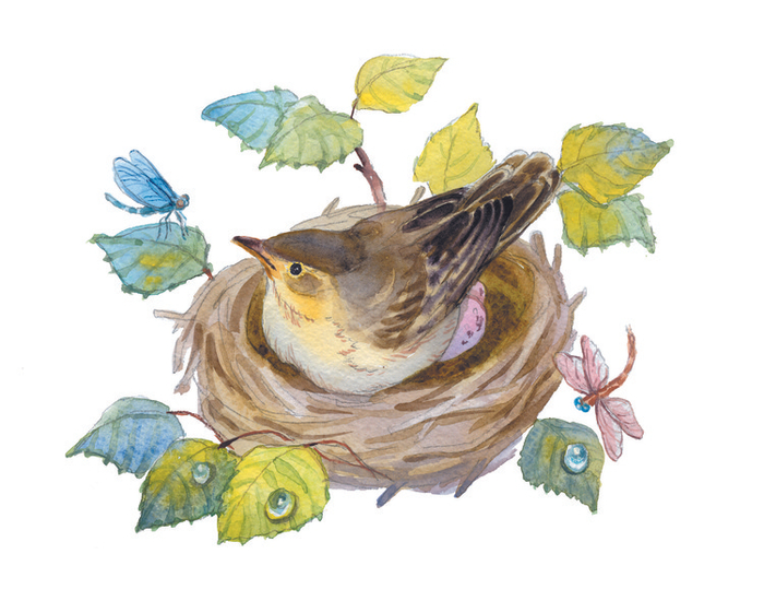  пеночка-пересмешка