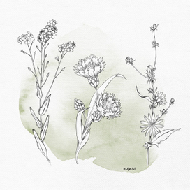 Botanical line illustration
