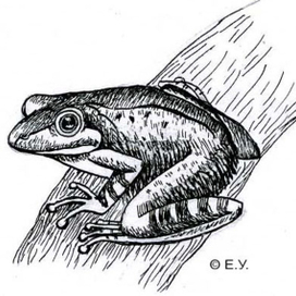 Дж. Даррелл