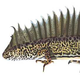 Технический рисунок