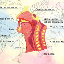 Ротовая полость / Oral cavity