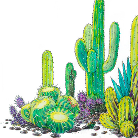 Кактусы 2