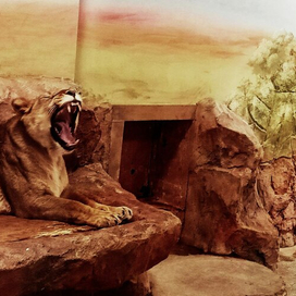 лев в зоопарке