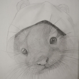 Выдра в капюшоне