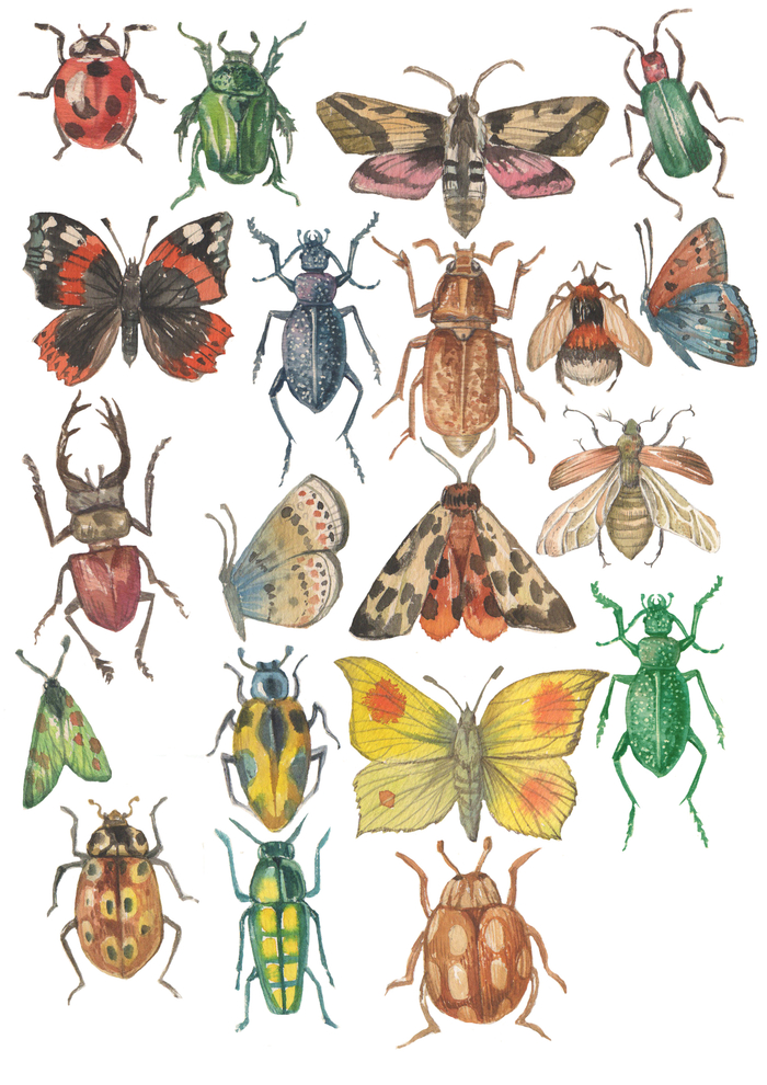 Насекомые( деколи)