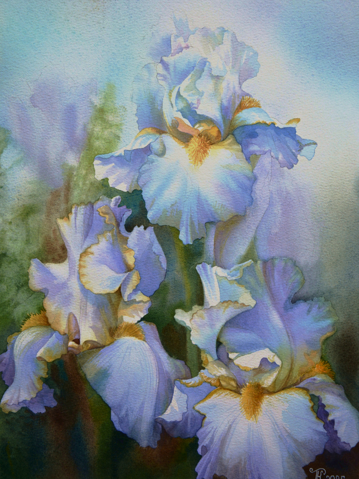 ирисы 1