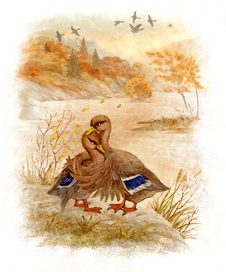 Старая утка и Серая Шейка