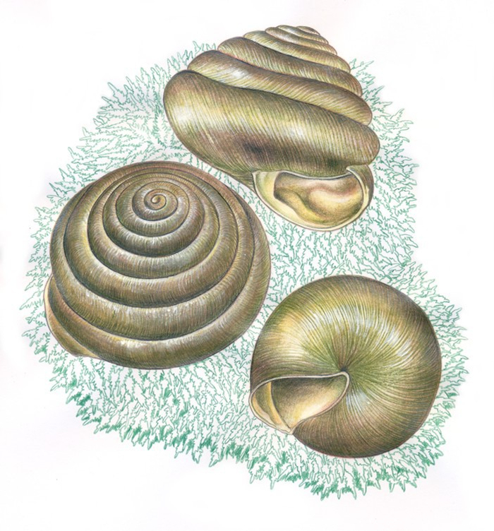 Хиланодон Бикалоза