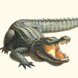 Крокодилы. Научные иллюстрации