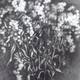 Сухие цветы