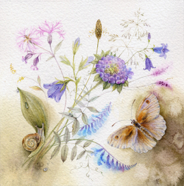 Полевые цветы