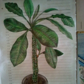 какой-то цветок