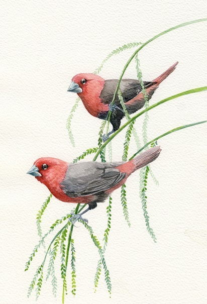 Малиновые астрильды